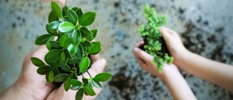 kleine Pflanzen werden gesetzt - Bildquelle: Ionos SE Stock Photos