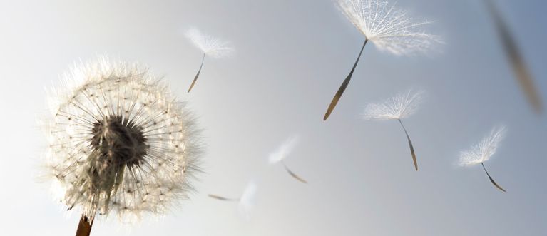 Eine Pusteblume verliert Samen - Bildquelle: Ionos SE Stock Photos